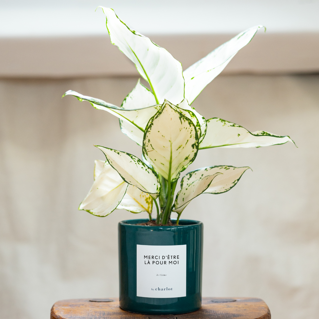 L’Admirable, aglaonema au feuillage blanc et vert, dans un pot en céramique vert, étiquette personnalisée « Merci d’être là pour moi »