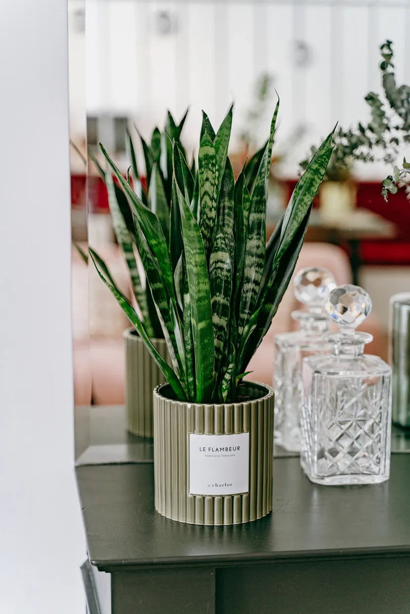 Plantes d'intérieur faciles d'entretien