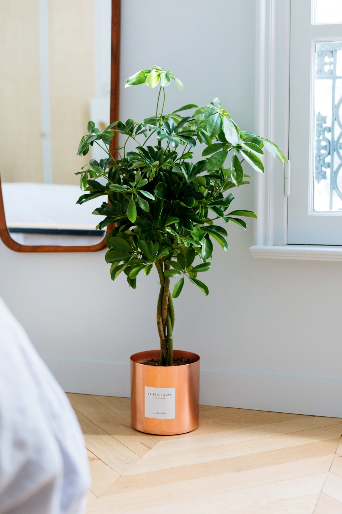 Les Très Grandes Plantes