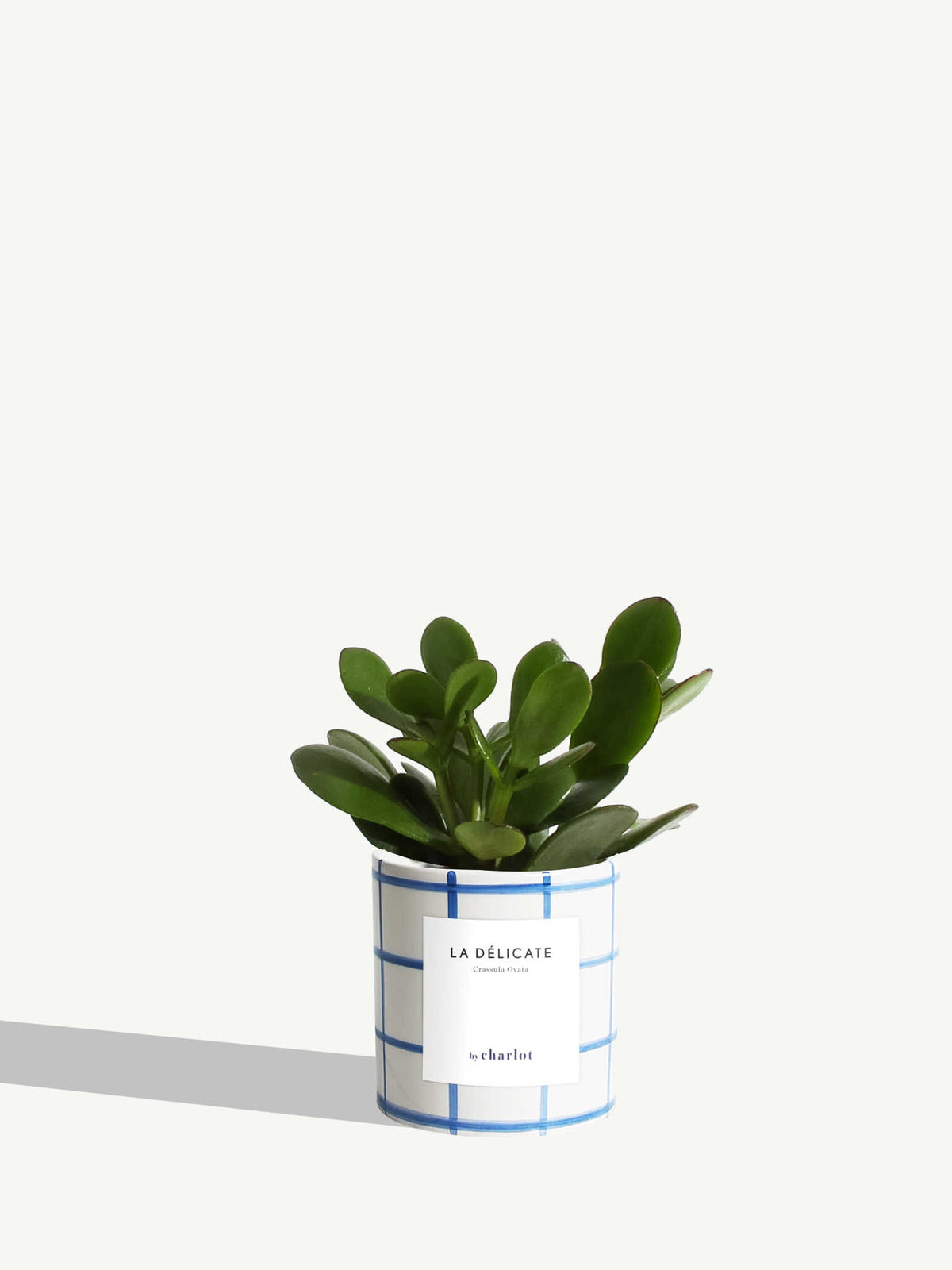 La Délicate