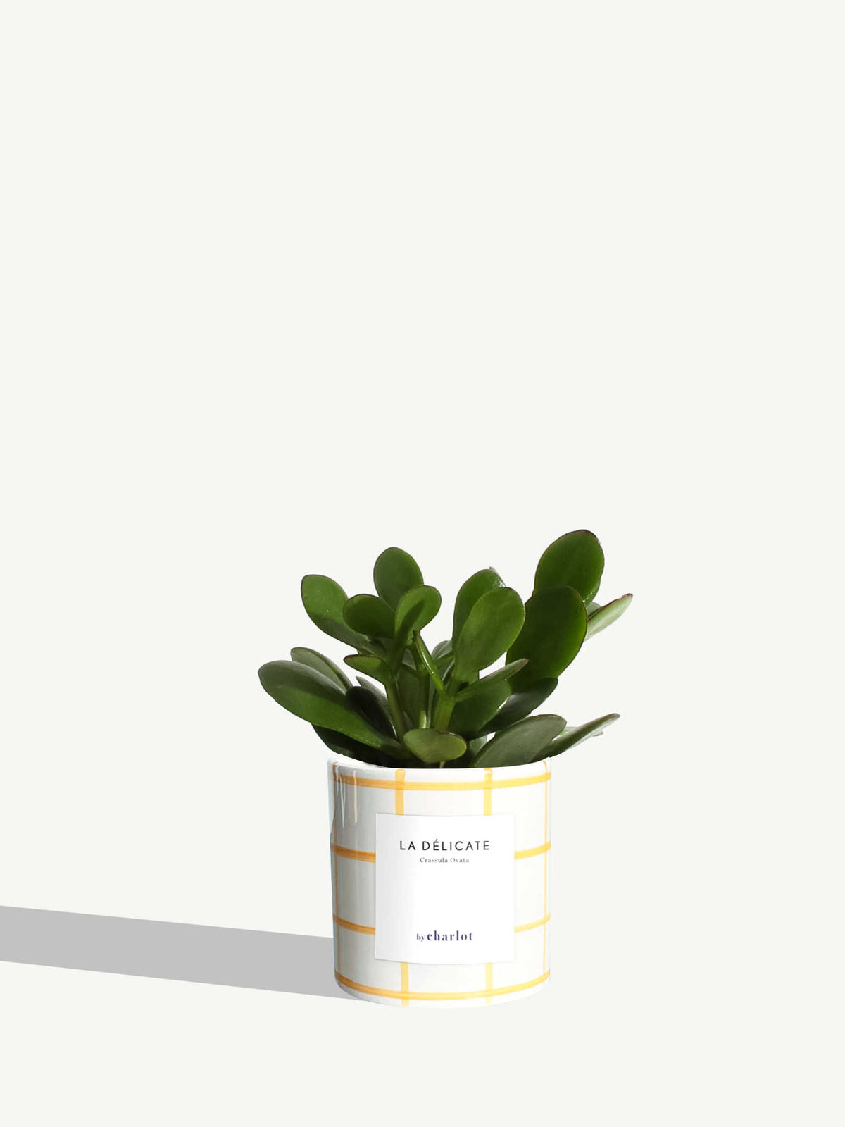 La Délicate