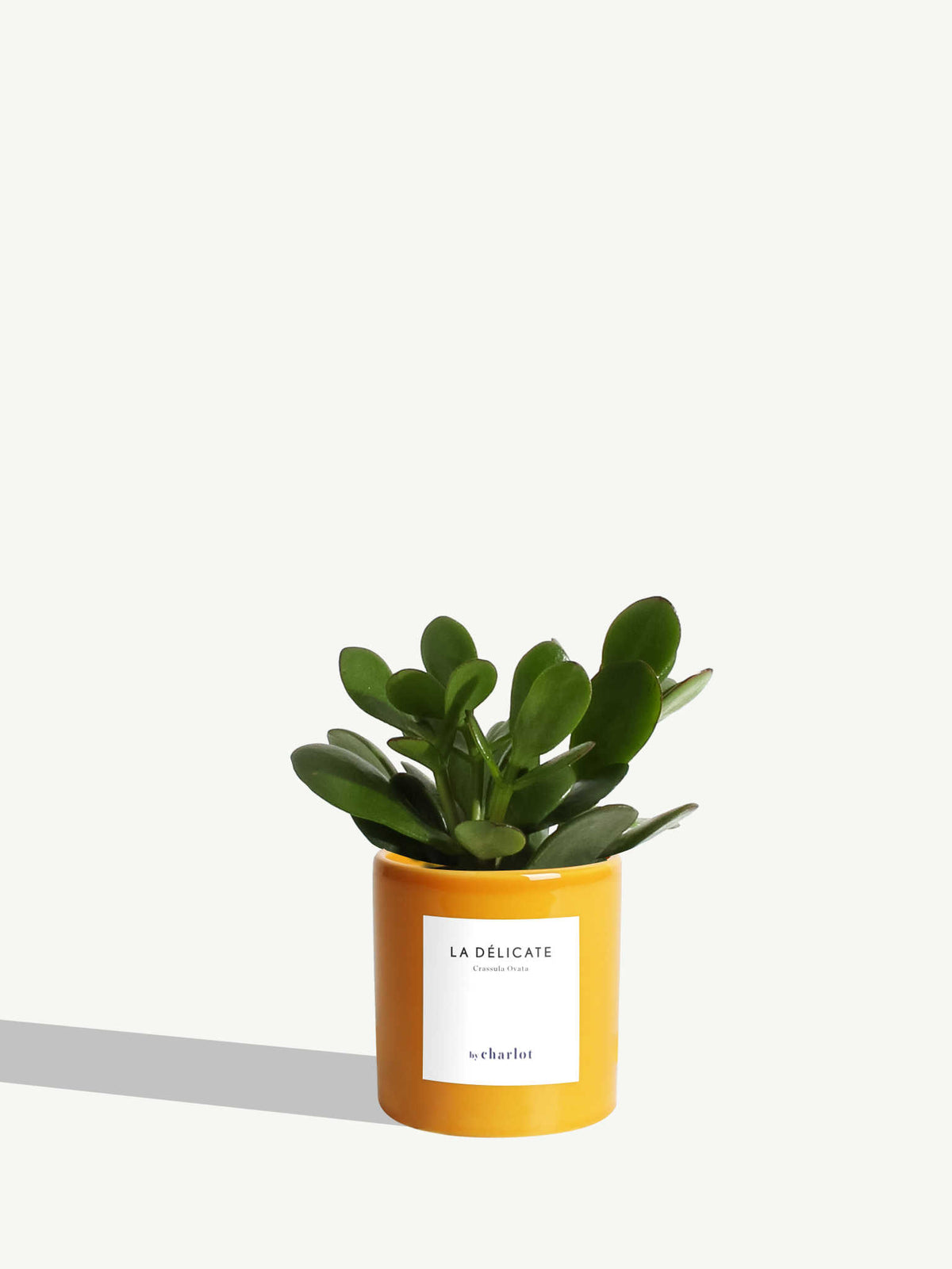 La Délicate