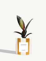 L'Élégante