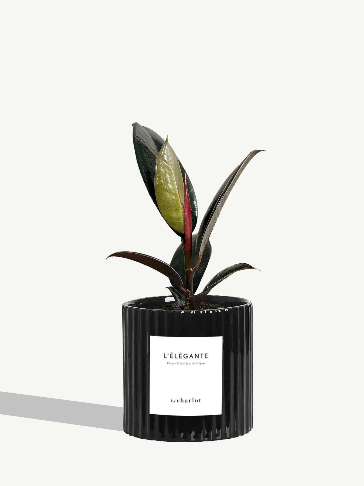 L'Élégante