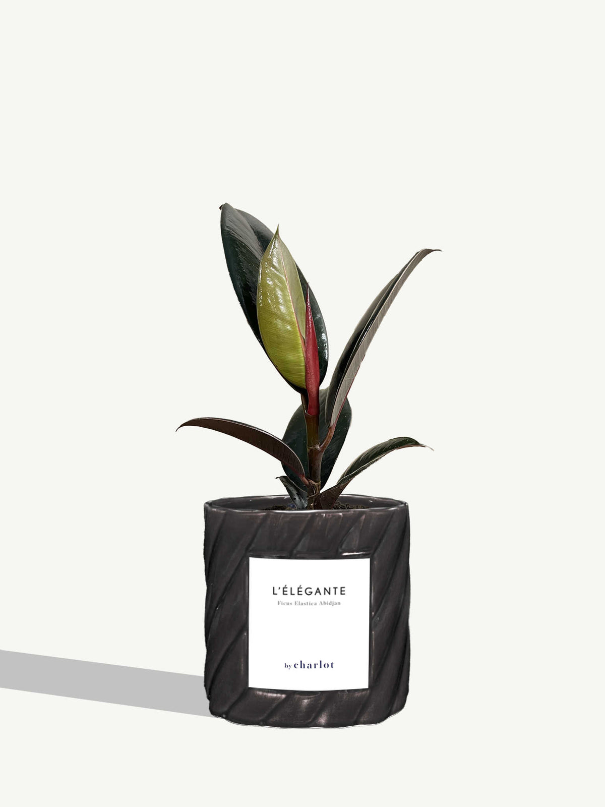 L'Élégante