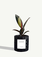 L'Élégante