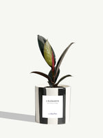 L'Élégante