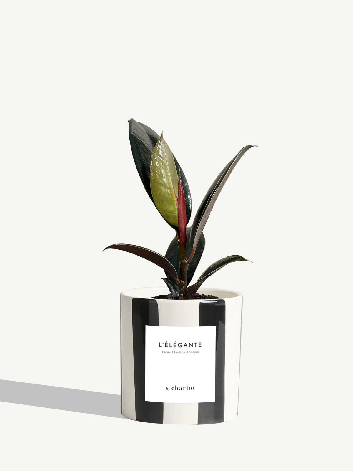 L'Élégante