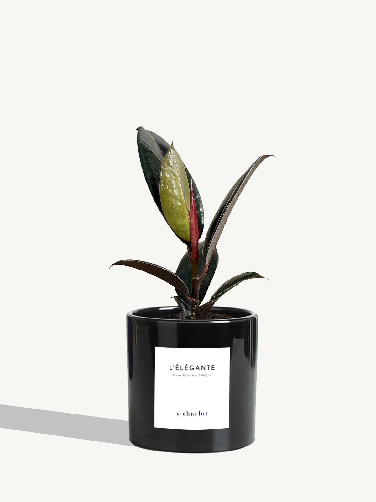 L'Élégante