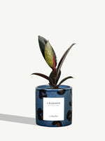 L'Élégante