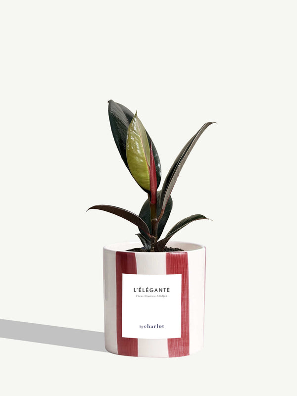 L'Élégante
