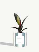 L'Élégante