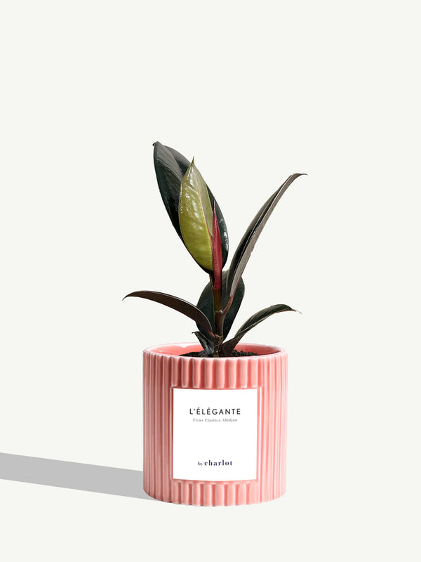 L'Élégante