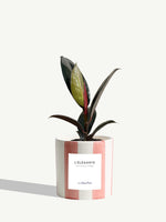 L'Élégante