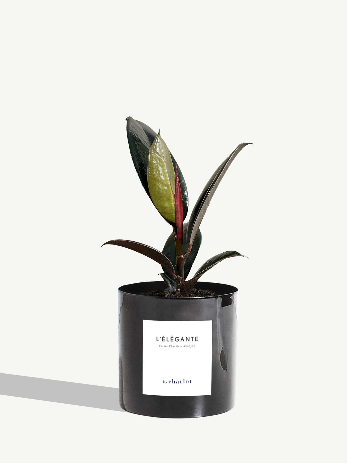 L'Élégante