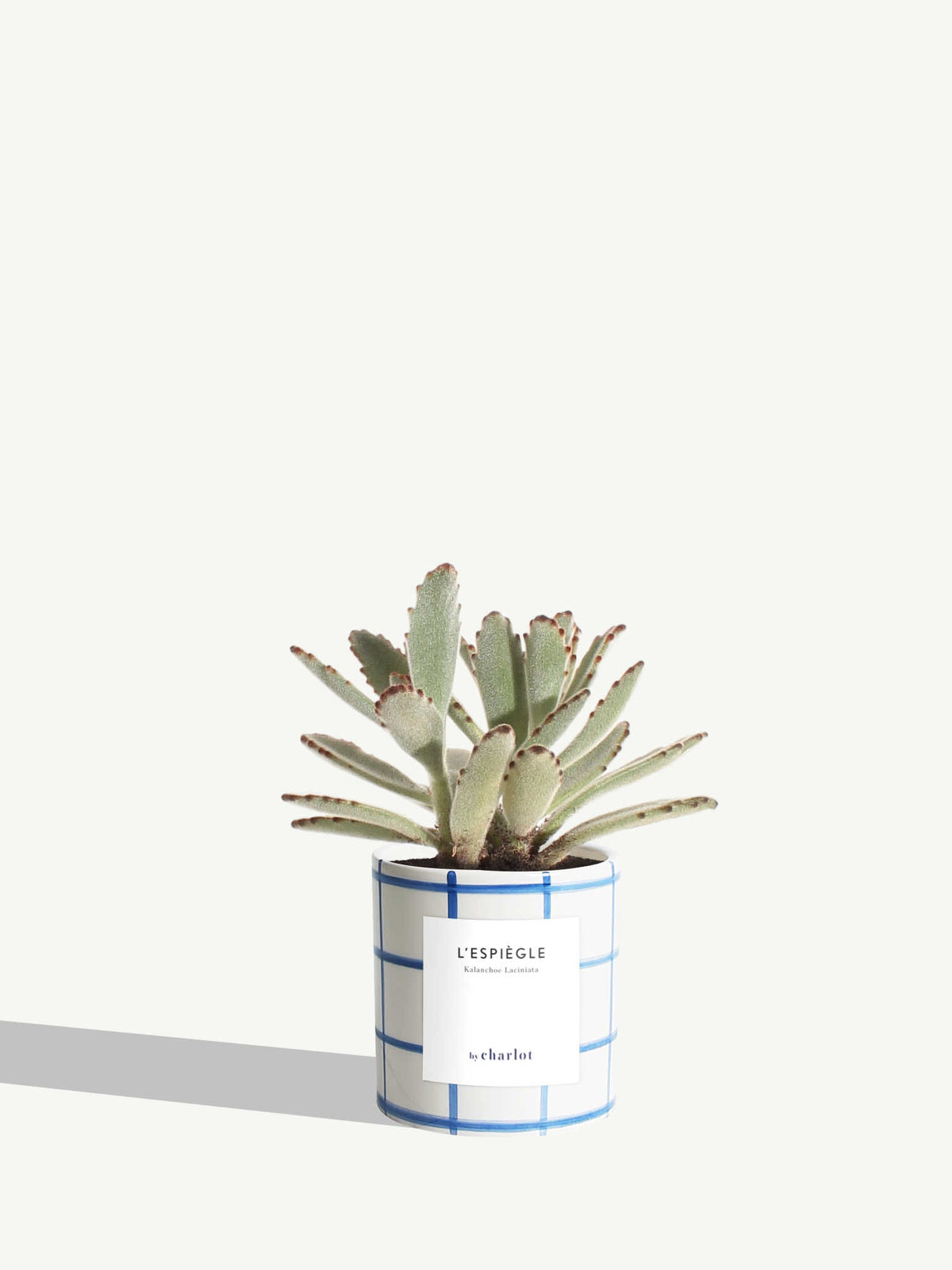 L'Espiègle