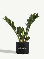 L'Extravagante, refill for ceramic pots