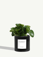 Le Généreux
