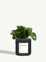 Le Généreux
