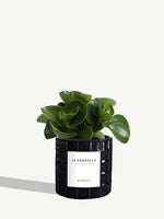Le Généreux