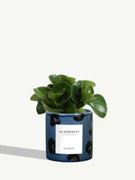Le Généreux