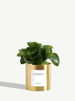 Le Généreux