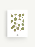 White Eucalyptus Herbarium 