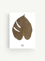 Herbier Monstera fond blanc