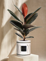 L'Élégante - Green INI CERAMIC Pot