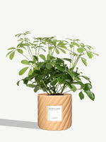 La Pétillante