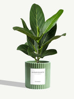 La Ravissante