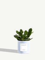 La Délicate