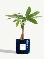 L'Aviateur