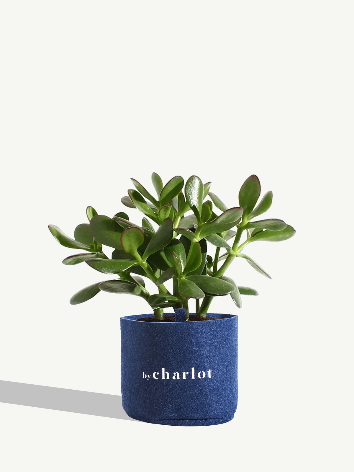 La Délicate, recharge