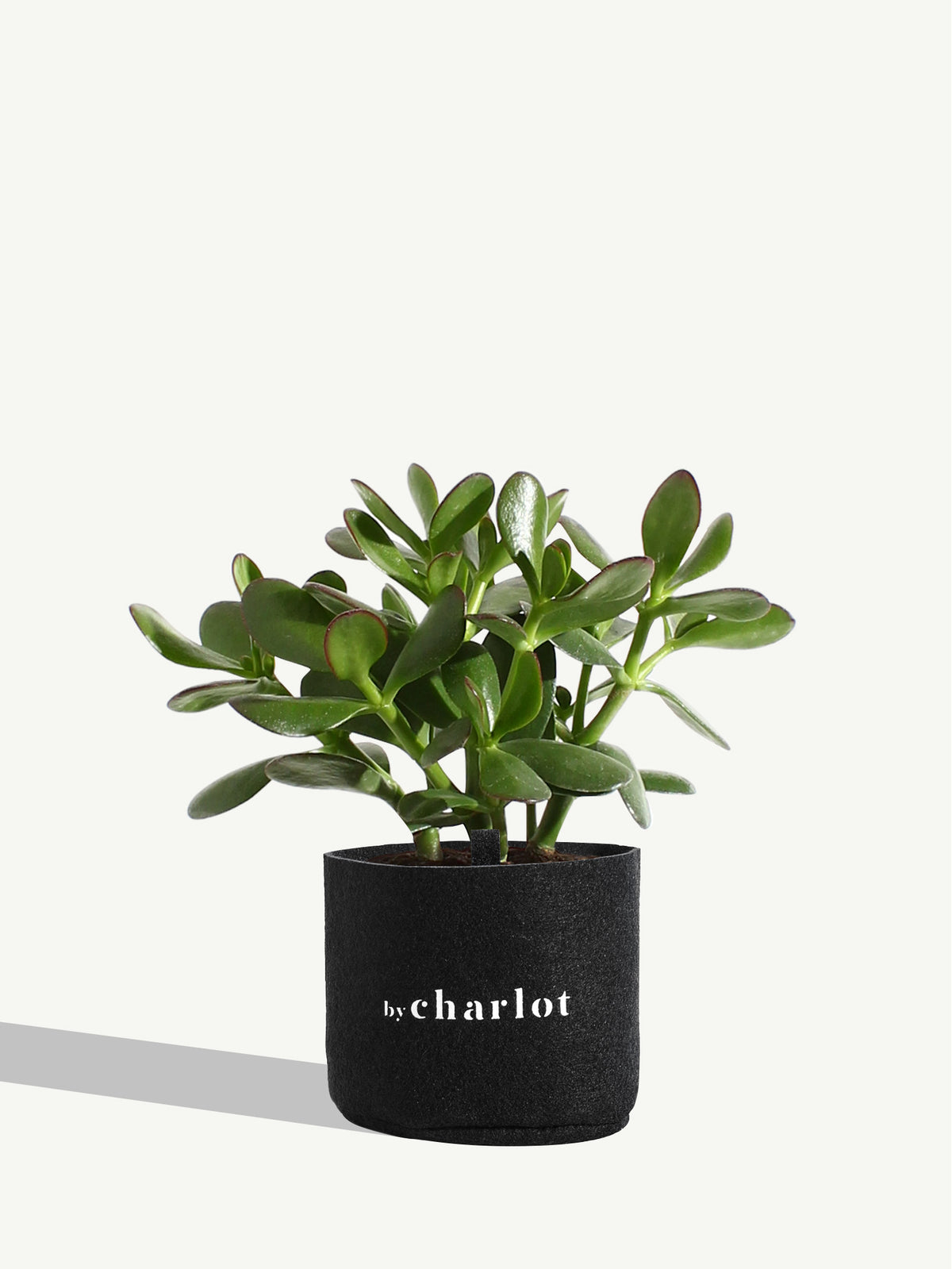 La Délicate, recharge