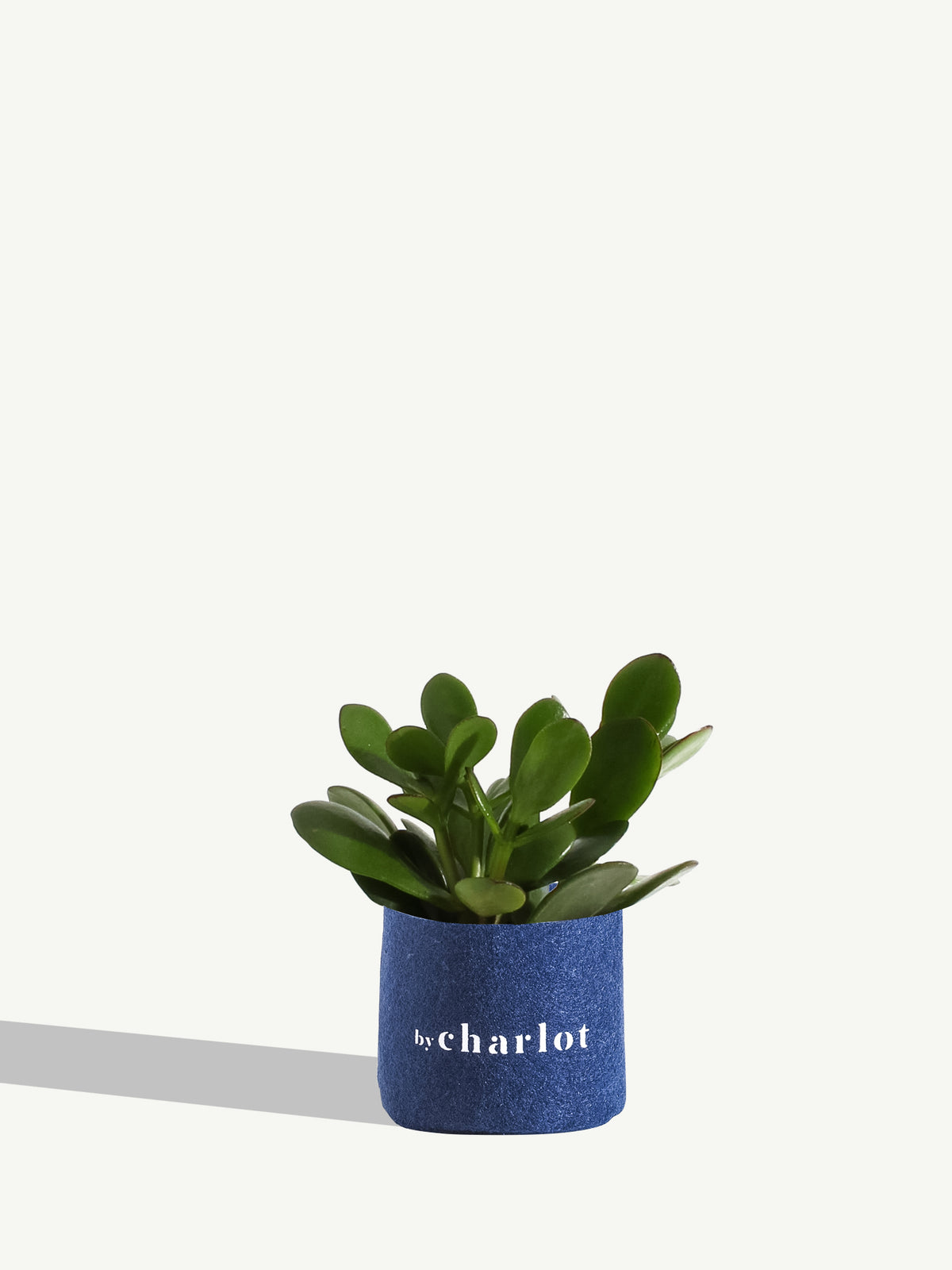 La Délicate, recharge