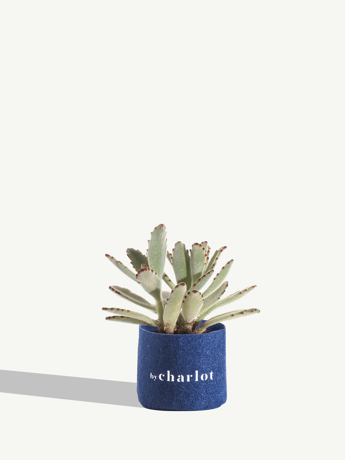 L'Espiègle, recharge