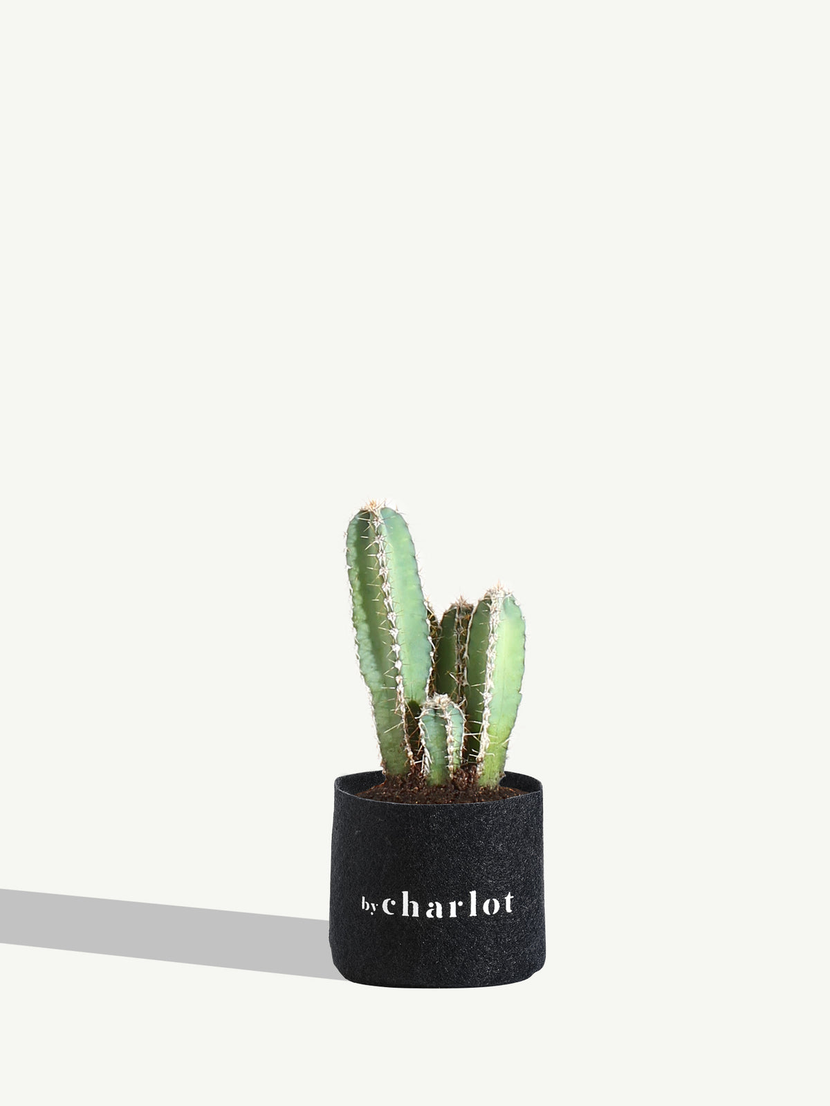 Le Raffiné, recharge
