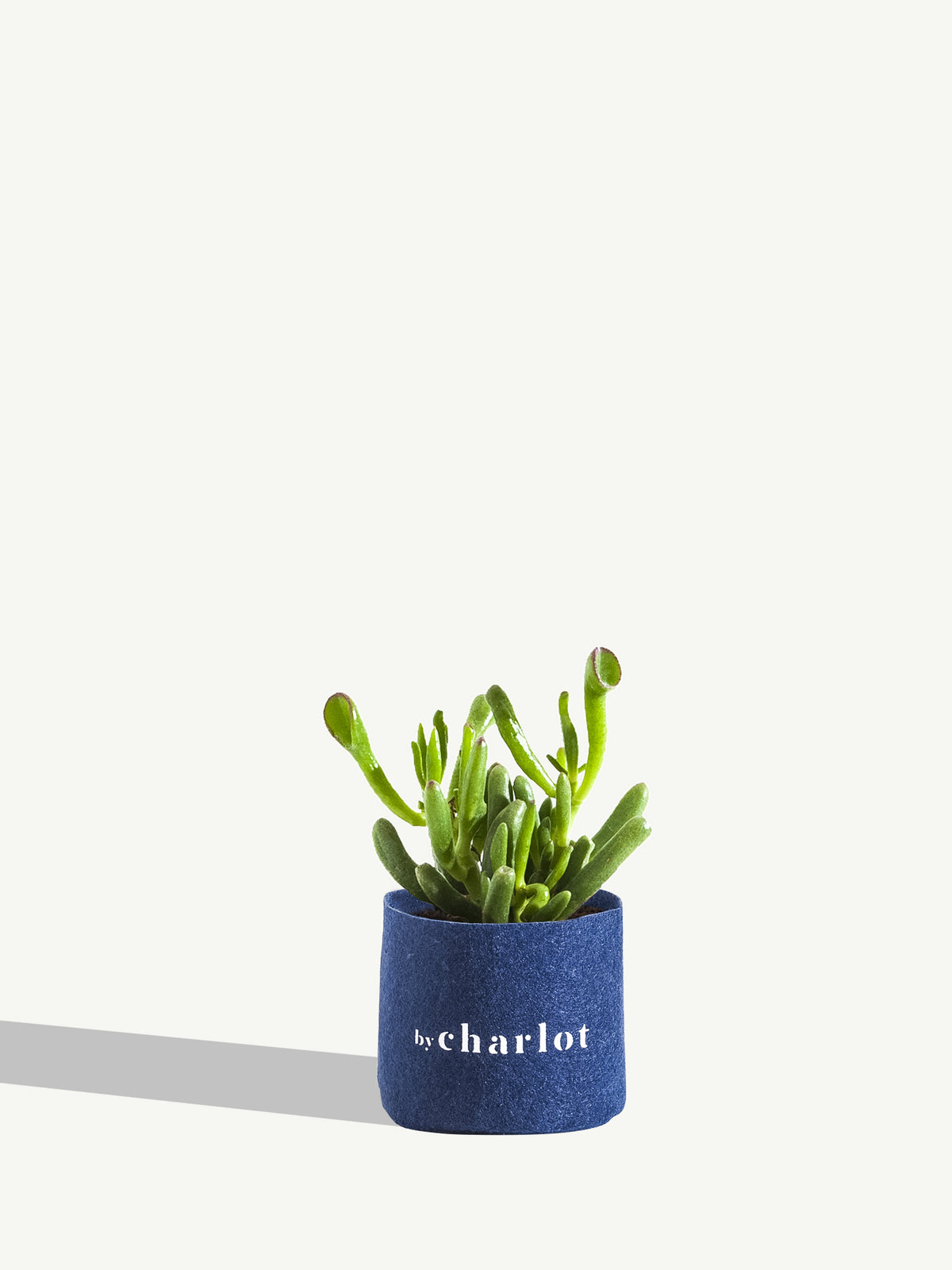 La Rêveuse, recharge